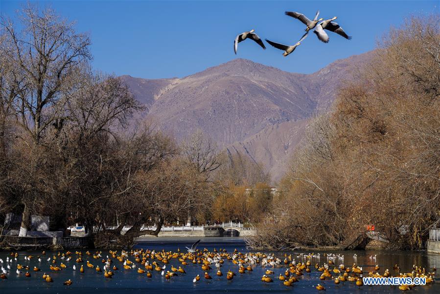 CHINA-TIBET-LHASA-DRAGON KING POOL PARK (CN)