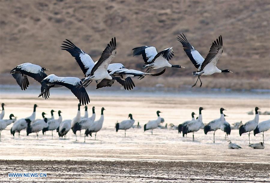 CHINA-TIBET-BLACK-NECKED CRANE-WINTER HABITAT (CN)