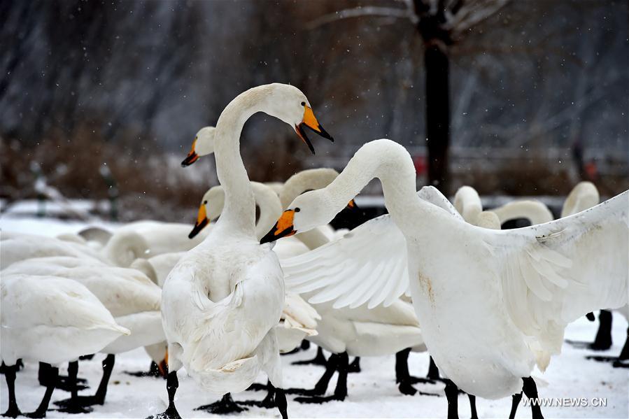 CHINA-SHANXI-SNOW-SWAN (CN)