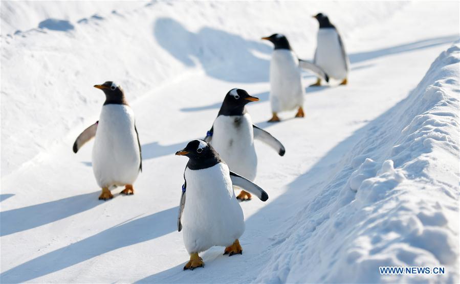 CHINA-HARBIN-PENGUIN-SNOWFIELD (CN)