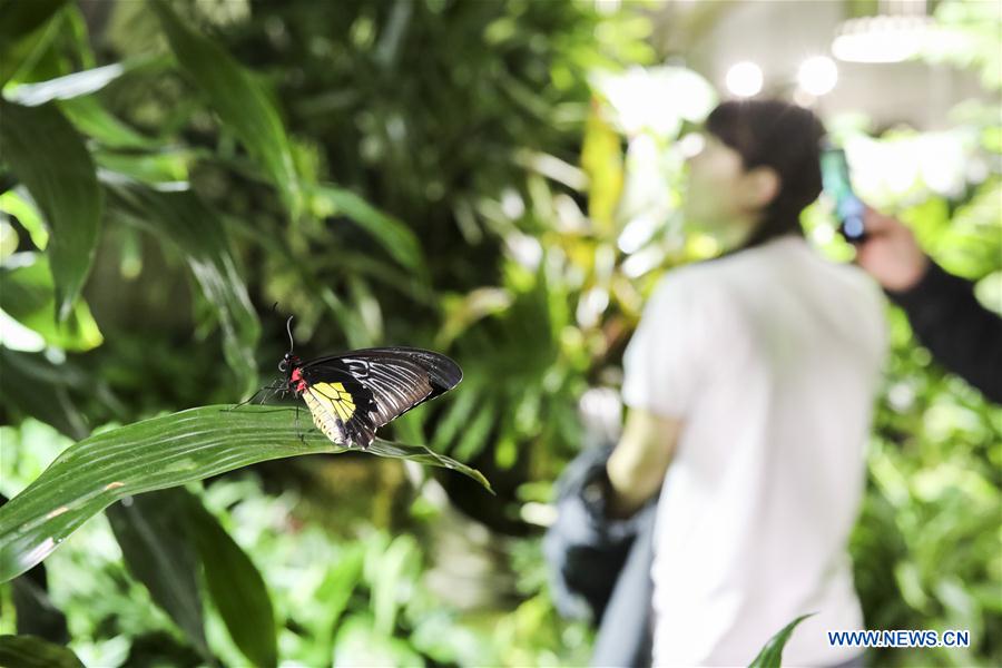 U.S.-NEW YORK-EXHIBITION-THE BUTTERFLY CONSERVATORY