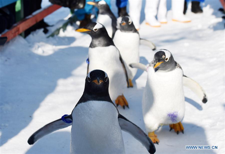 CHINA-HARBIN-PENGUIN (CN)