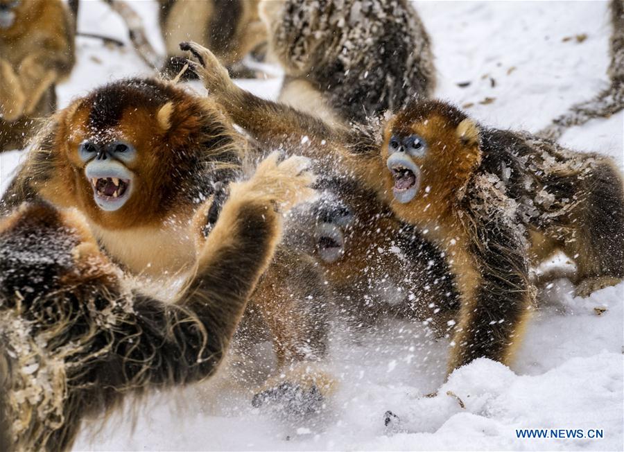 CHINA-HUBEI-SHENNONGJIA-GOLDEN MONKEY (CN)