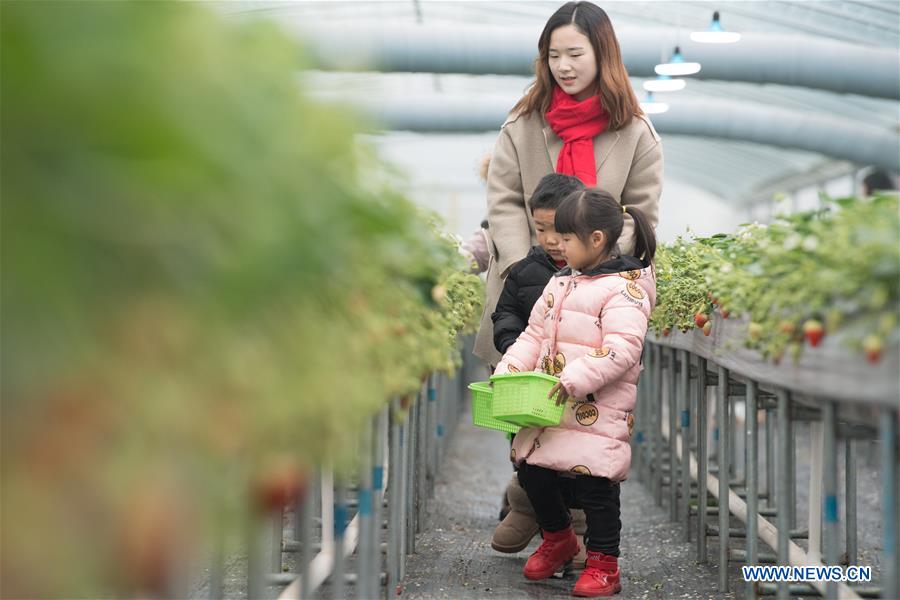 CHINA-ZHEJIANG-STRAWBERRY-TOURIST(CN)