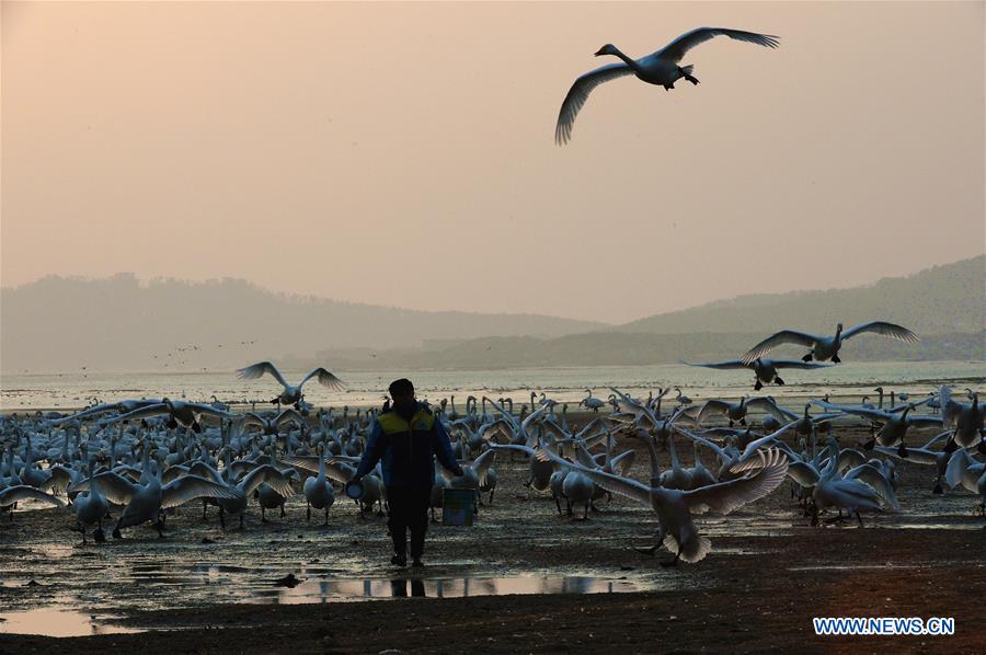 CHINA-SHANDONG-SWAN-PROTECTION (CN)