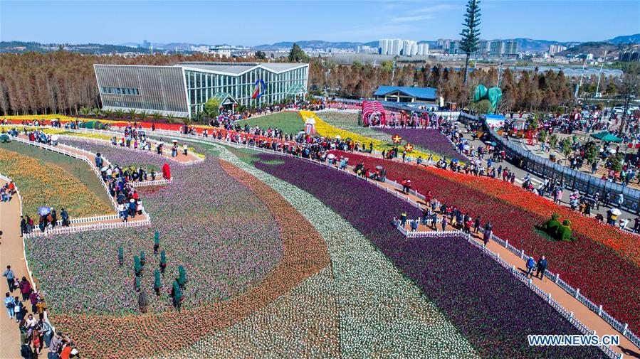 CHINA-YUNNAN-KUNMING-TULIP BLOSSOM (CN)