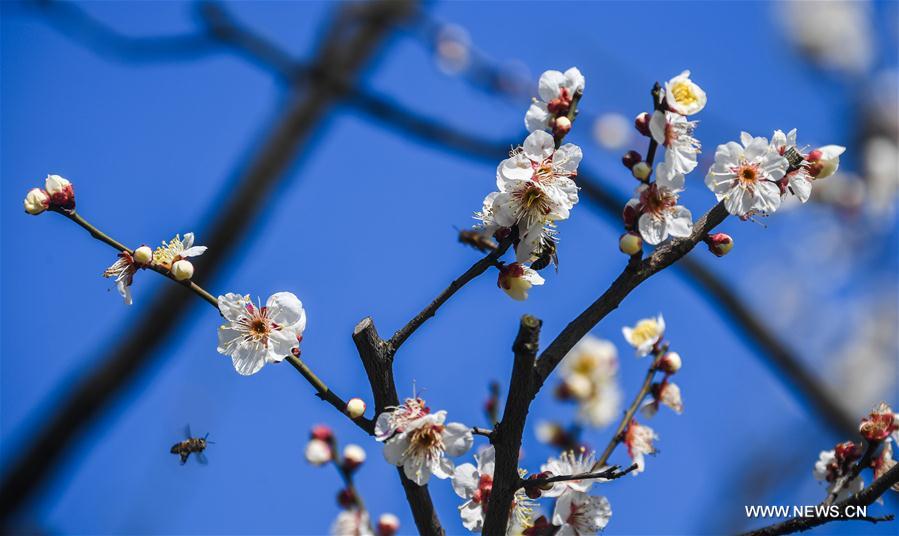 CHINA-ZHEJIANG-HANGZHOU-PLUM BLOSSOM (CN)