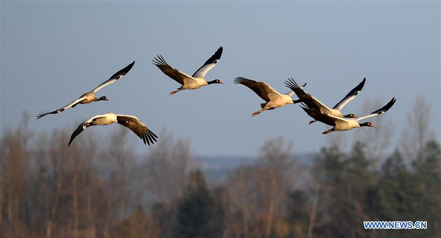 CHINA-YUNNAN-MIGRANT BIRDS (CN)