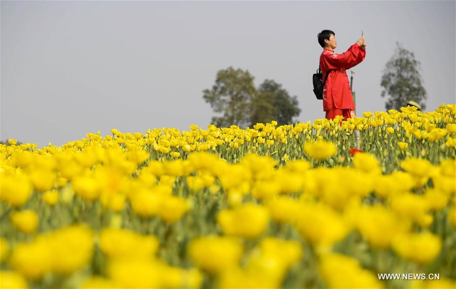 #CHINA-SPRING-FLOWER (CN)