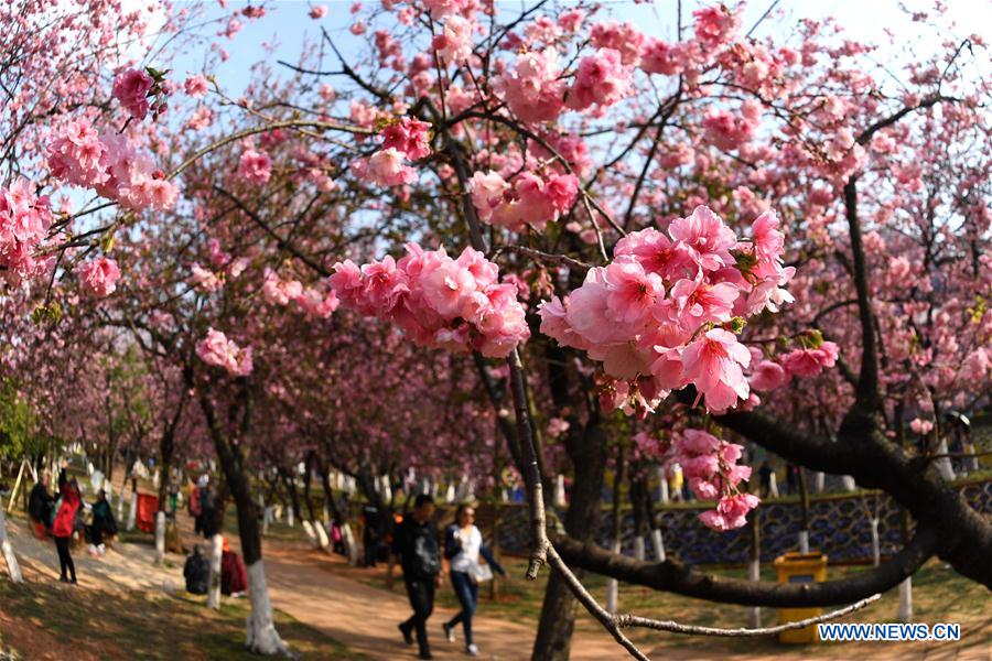 CHINA-YUNNAN-KUNMING-CHERRY BLOSSOM (CN)