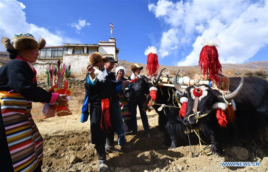 CHINA-TIBET-AGRICULTURE-SPRING PLOUGHING (CN)