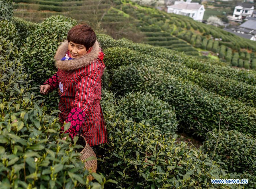 CHINA-HANGZHOU-TEA GARDEN (CN)