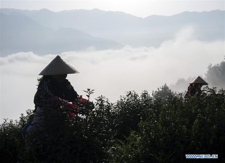 #CHINA-SPRING-TEA GARDEN (CN)