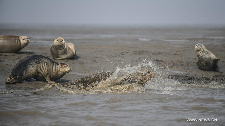 CHINA-LIAONING-PANJIN-SPOTTED SEALS (CN)