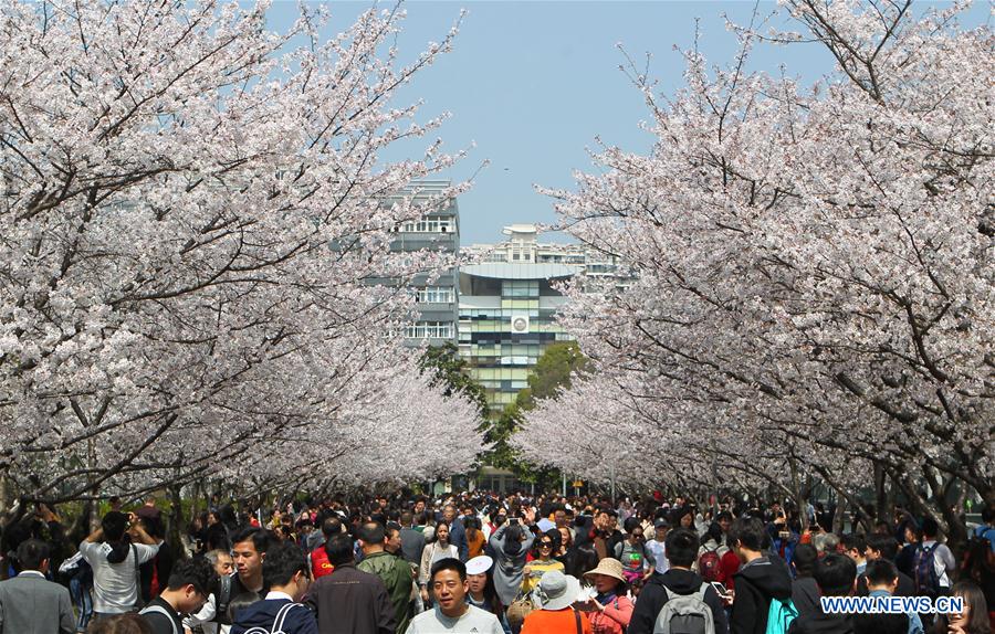 CHINA-SHANGHAI-CAMPUS-CHERRY BLOSSOMS (CN)