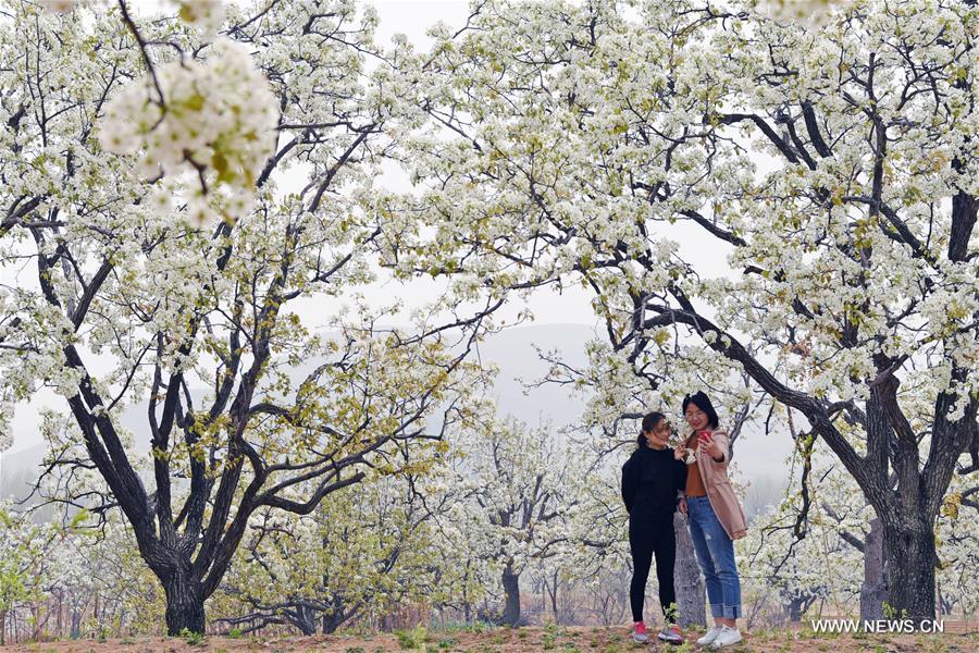 #CHINA-SHANDONG-PEAR BLOSSOM (CN)