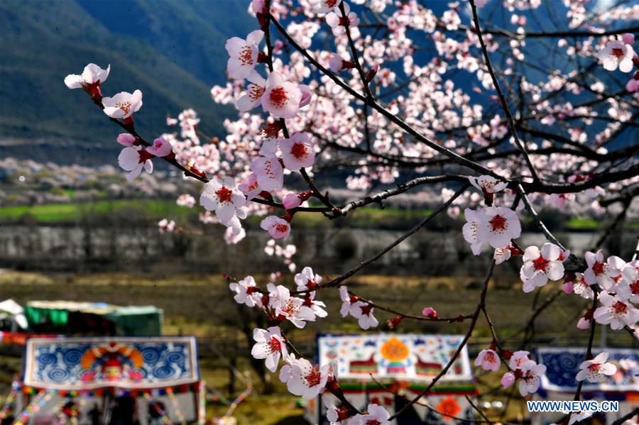 CHINA-TIBET-BOMI-PEACH BLOSSOM (CN)