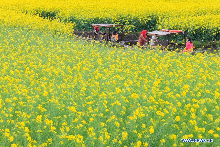 #CHINA-JIANGSU-COLE FLOWER-SCENERY-TOURISM (CN)