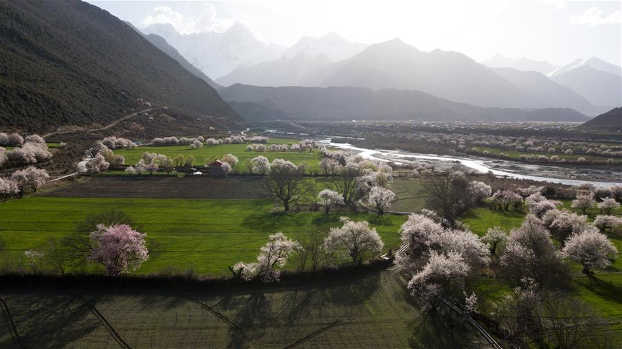 CHINA-TIBET-BOMI-PEACH BLOSSOM (CN)