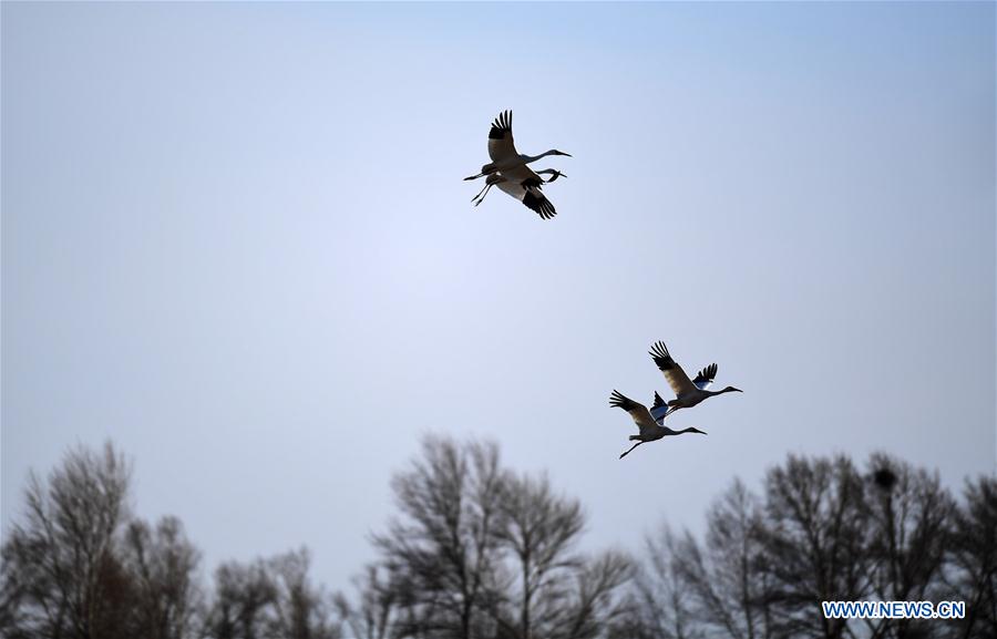 CHINA-JILIN-MOMOGE NATURE RESERVE-MIGRANT BIRDS (CN) 