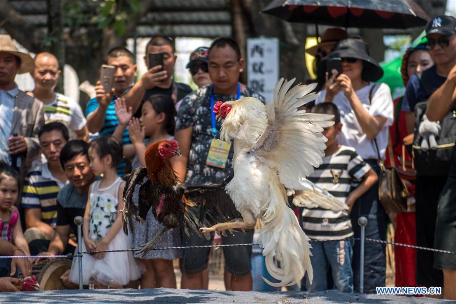 CHINA-YUNNAN-COCKFIGHT (CN)