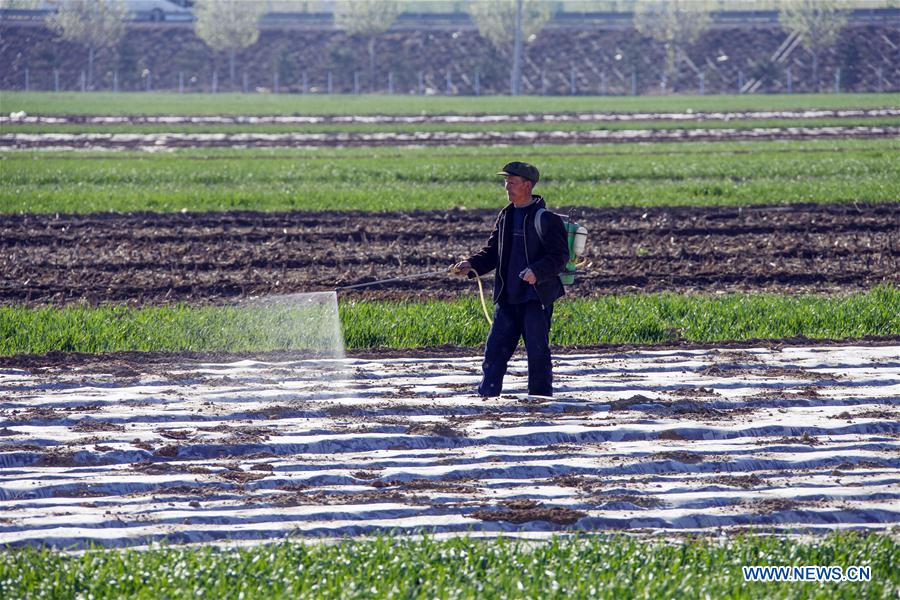 #CHINA-SPRING-FARM WORK(CN)