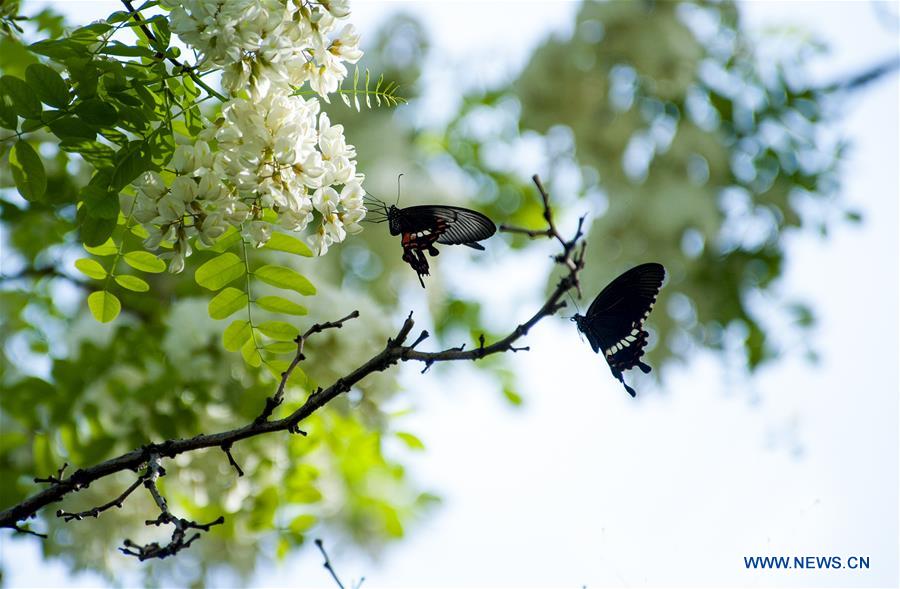 CHINA-SHANGHAI-NATURE-BUTTERFLY (CN)