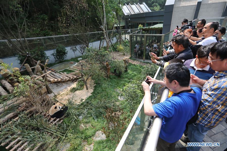 CHINA-GUIYANG-GIANT PANDAS-MEETING PUBLIC (CN)