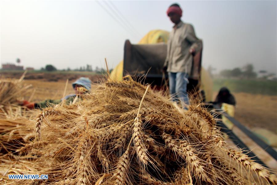 EGYPT-QALYUBIA-WHEAT HARVEST