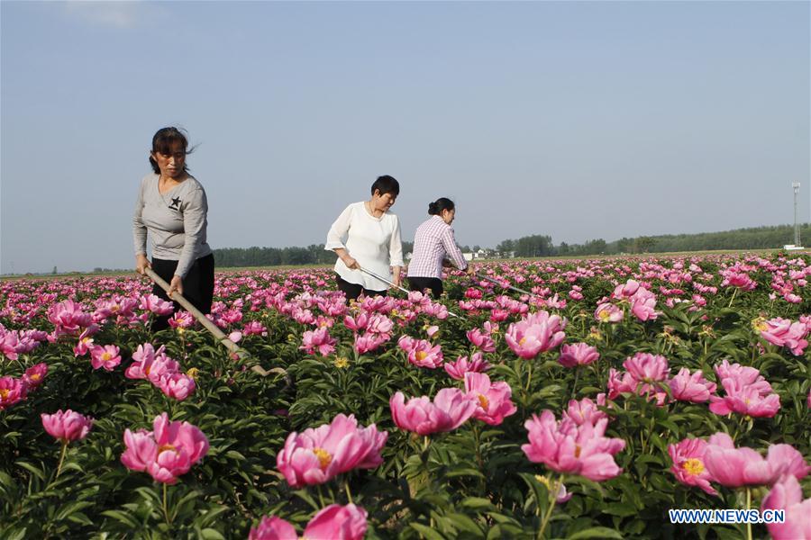 #CHINA-AGRICULTURE-FARM WORK (CN)