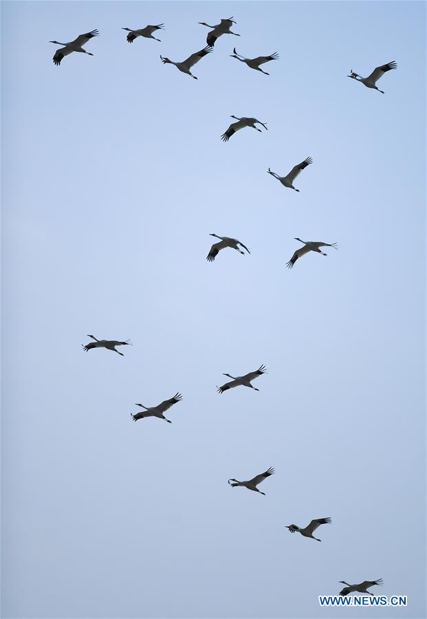 CHINA-JILIN-CRANE-MIGRATION (CN)