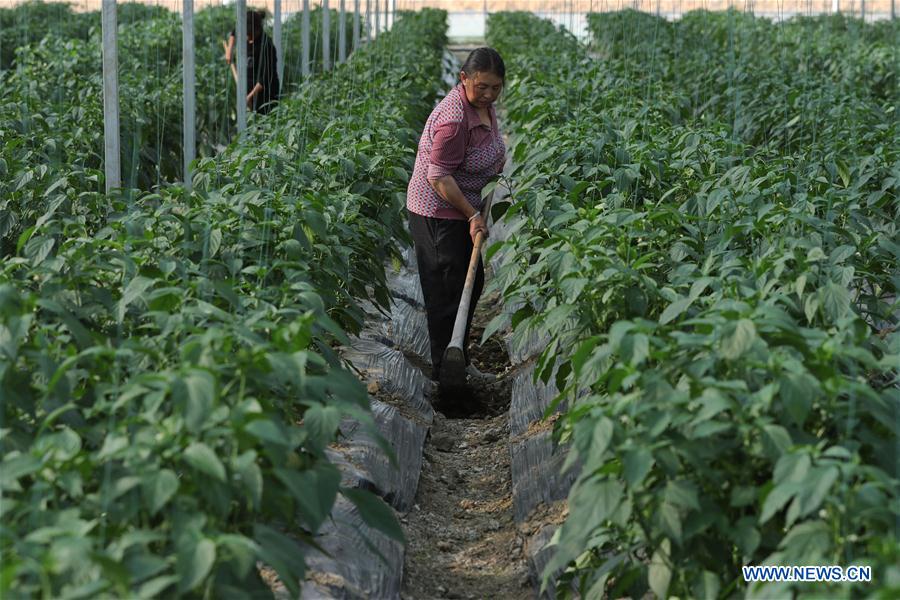 CHINA-GUIZHOU-FARM WORK (CN)