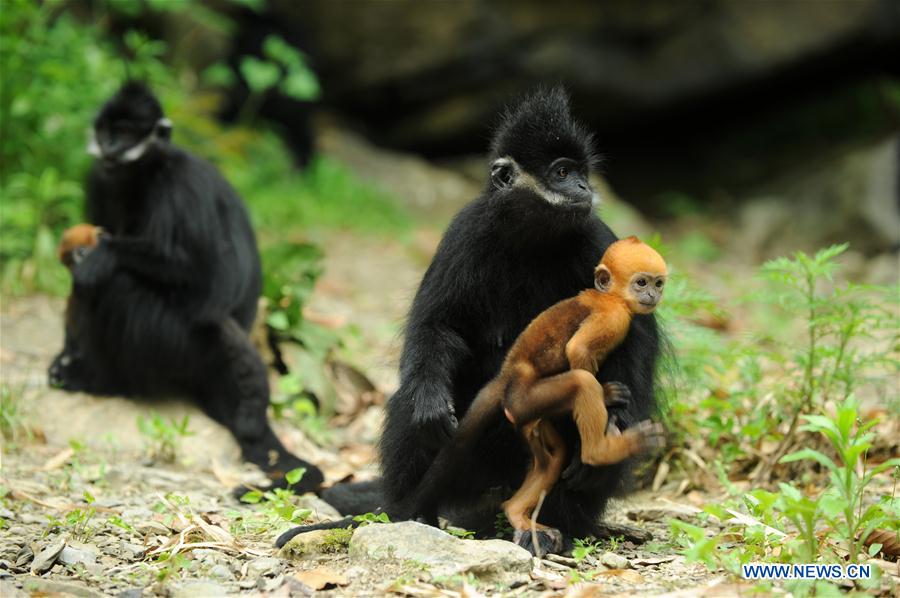 #CHINA-GUIZHOU-FRANCOIS'S LANGUR (CN*) 