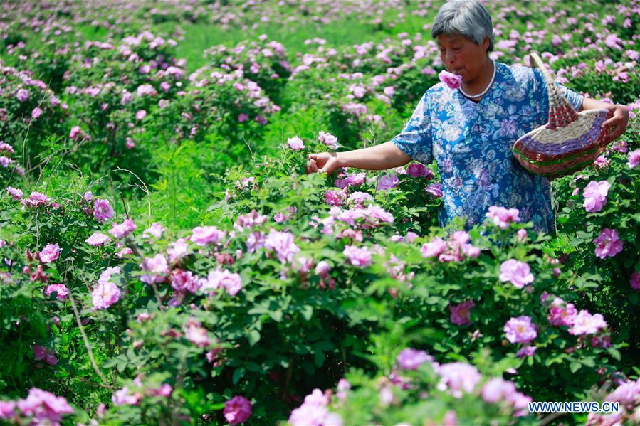 CHINA-SHANDONG-ZIBO-ROSE INDUSTRY (CN)