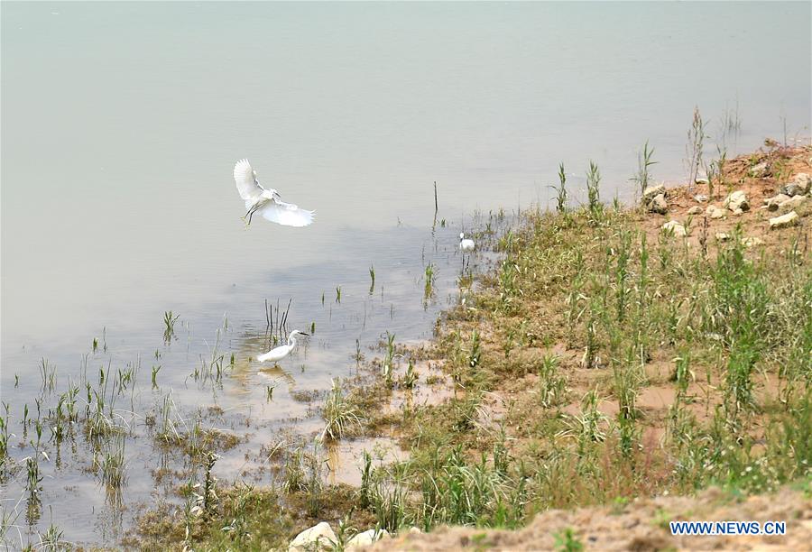 CHINA-GUANGXI-YONGJIANG RIVER-IMPROVEMENT (CN)