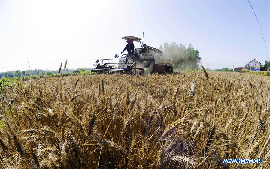 #CHINA-WHEAT-HARVEST (CN)