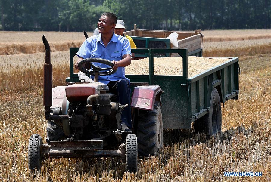 CHINA-HENAN-TAXI DRIVER-WHEAT HARVEST (CN)