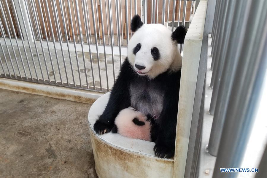 MALAYSIA-KUALA LUMPUR-PANDA-FEEDER