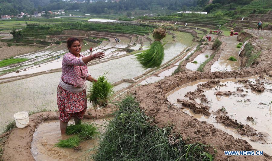 NEPAL-LALITPUR-RICE SEEDLINGS PLANTATION