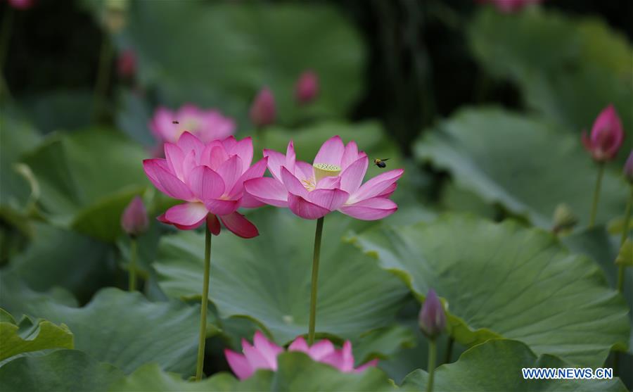 #CHINA-SUMMER-LOTUS (CN)