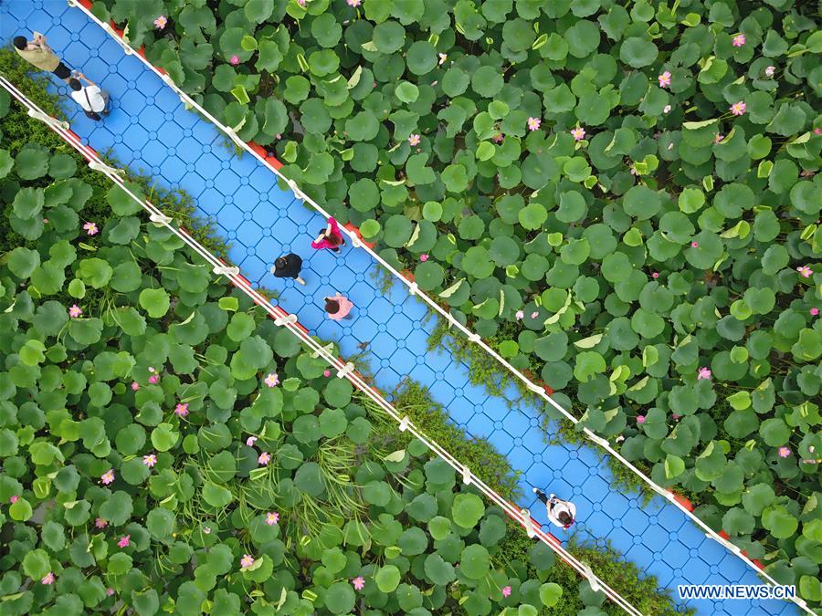 #CHINA-JIANGSU-LOTUS FLOWERS (CN)