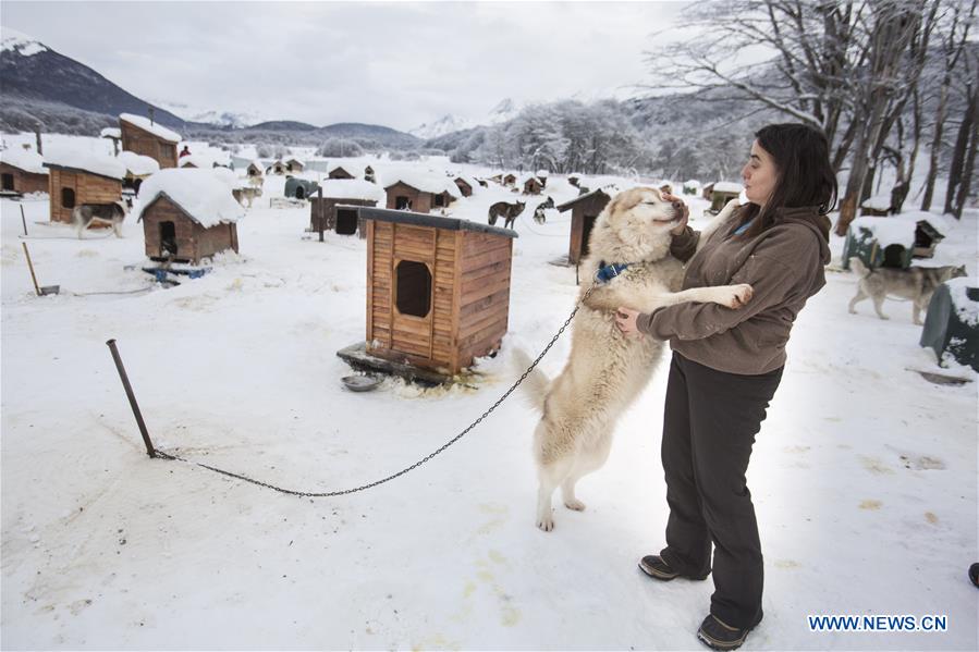 ARGENTINA-USHUAIA-SLEDGES