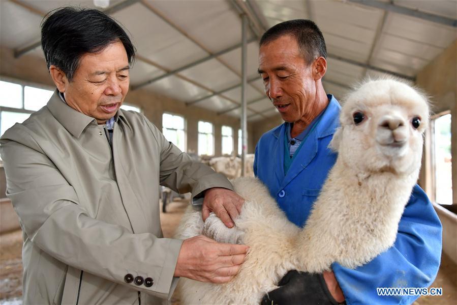 CHINA-SHANXI-YANGQU-ALPACA BREEDING-POVERTY ALLEVIATION (CN)