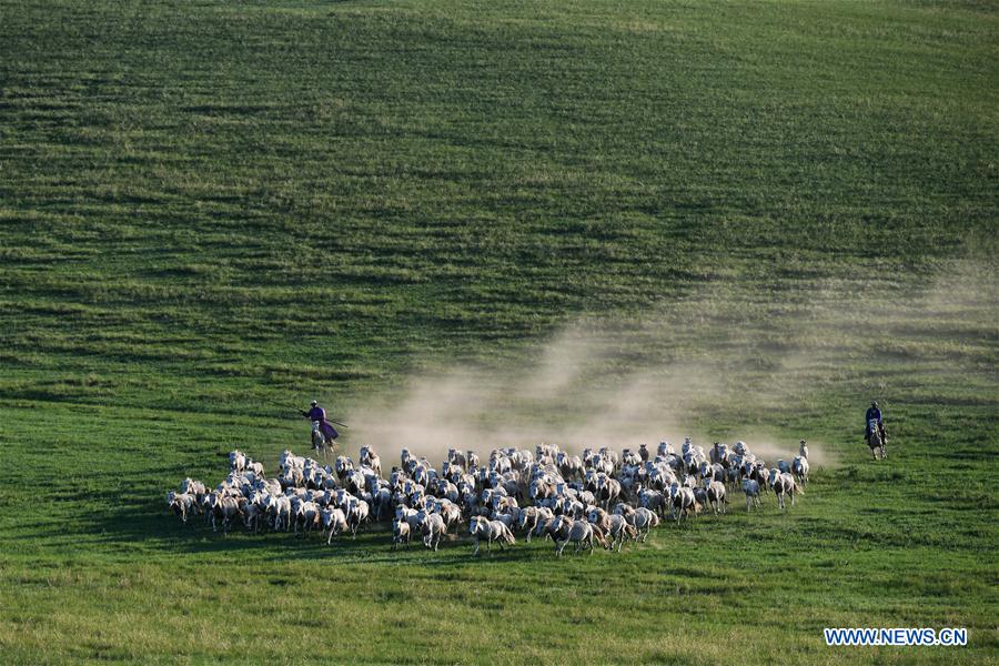 CHINA-INNER MONGOLIA-XILIN GOL-HORSE-SCENERY (CN)