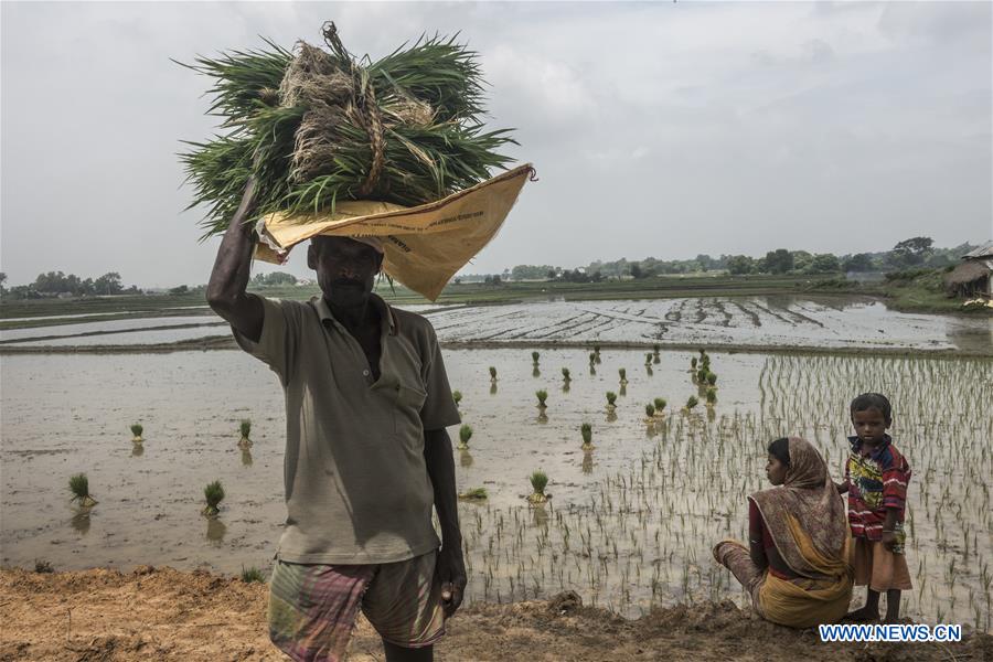 INDIA-KOLKATA-AGRICULTURE-PADDY FIELD