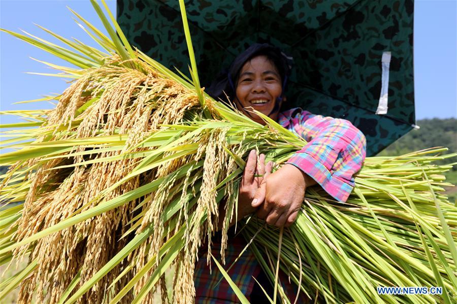 #CHINA-GUANGXI-SANJIANG-SYMBIOTIC SYSTEM AGRICULTURE-HARVEST (CN)