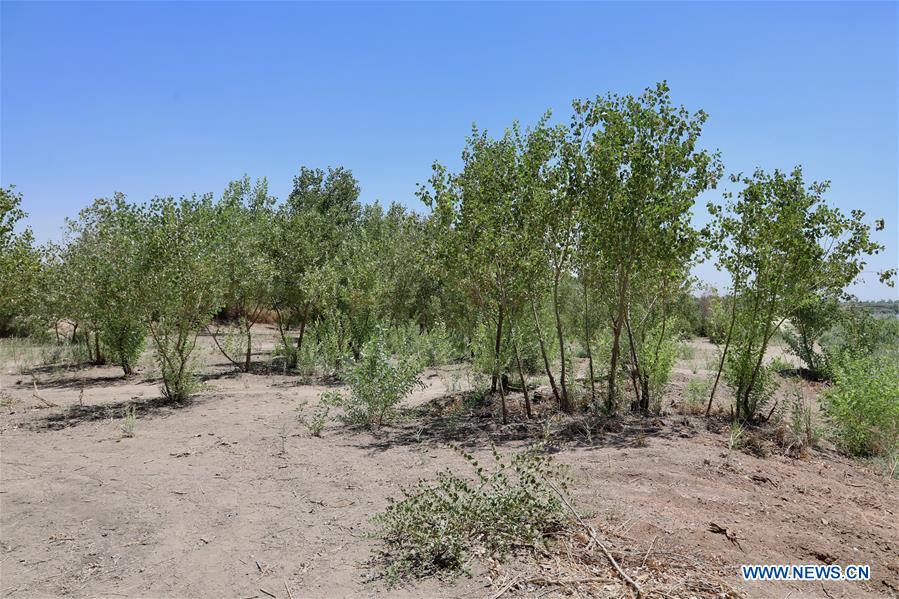 IRAQ-BAGHDAD-FIGHTING DESERTIFICATION