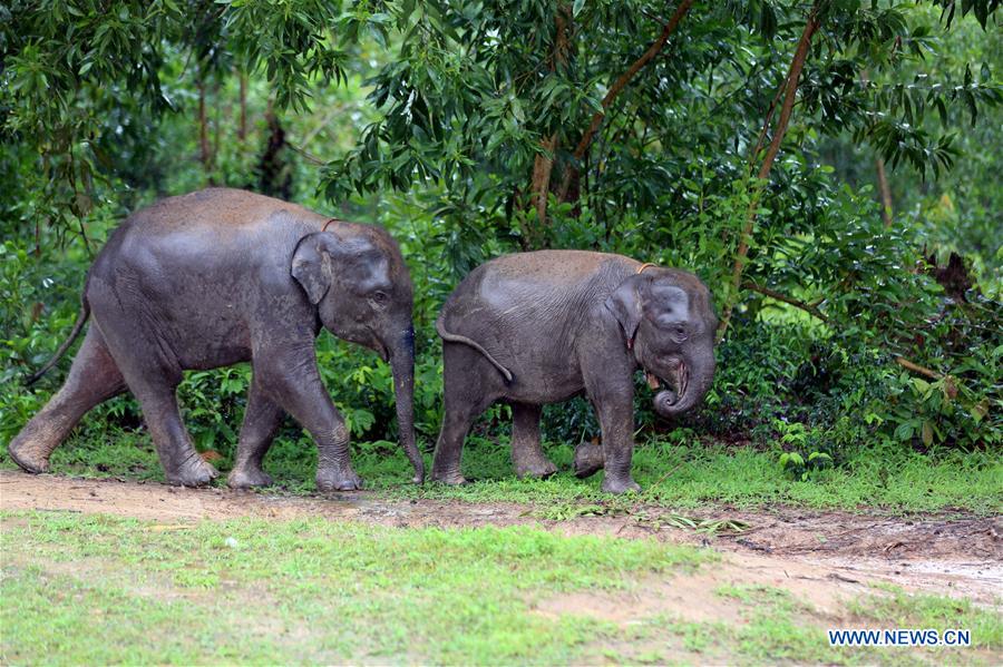 MYANMAR-BAGO-WORLD ELEPHANT DAY