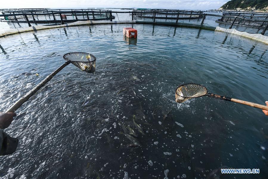 CHINA-ZHEJIANG-WENZHOU-MARICULTURE (CN)