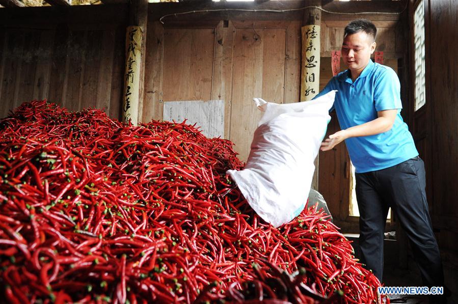 #CHINA-GUIZHOU-SHIQIAN-HARVEST (CN)